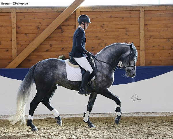 horse Grannus van Dorotea (Arab half breed / Partbred, 2010, from Best Before Midnight)