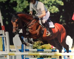 Springpferd Let`s Fly (Hannoveraner, 2010, von Ludwig von Bayern 168 FIN)