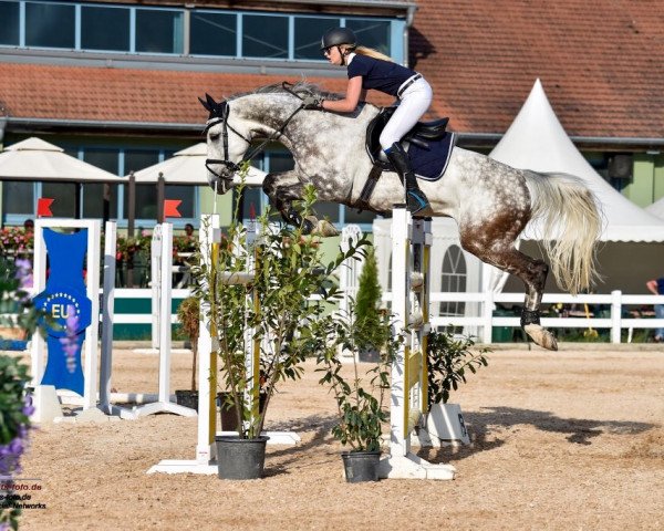 jumper Cheval de Couer 2 (Holsteiner, 2008, from Colman)