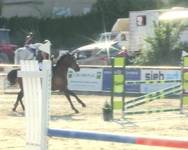 Reitturnier Schwyz 2019