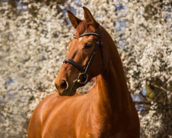 horse Donna Cara (Hanoverian, 2008, from Don Frederico)