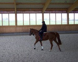 Springpferd Emma 282 (Oldenburger Springpferd, 2010, von Conthargos)