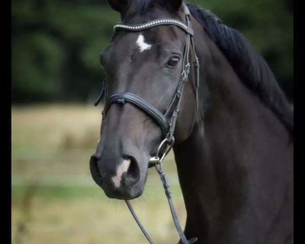 broodmare Montisha (Bavarian, 1996, from Ragazzo)