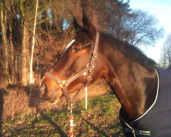 horse Counting Stars (Oldenburg show jumper, 2009, from Cornet's Stern)