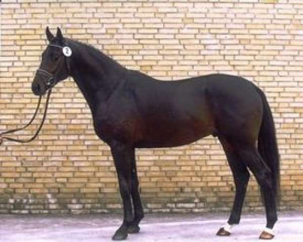 Deckhengst Karamell (Trakehner, 2005, von Lauries Crusador xx)
