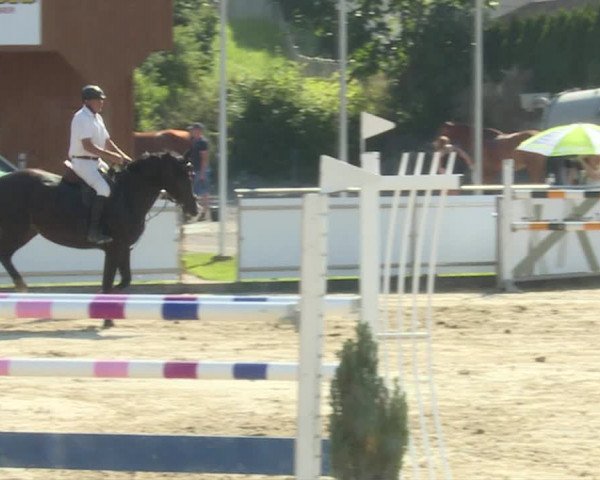 Reitturnier Schwyz 2019