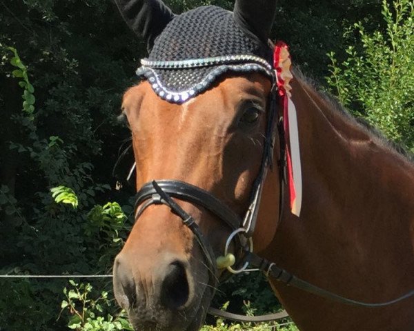 dressage horse Dinoso (Westphalian, 2009, from Desperados FRH)