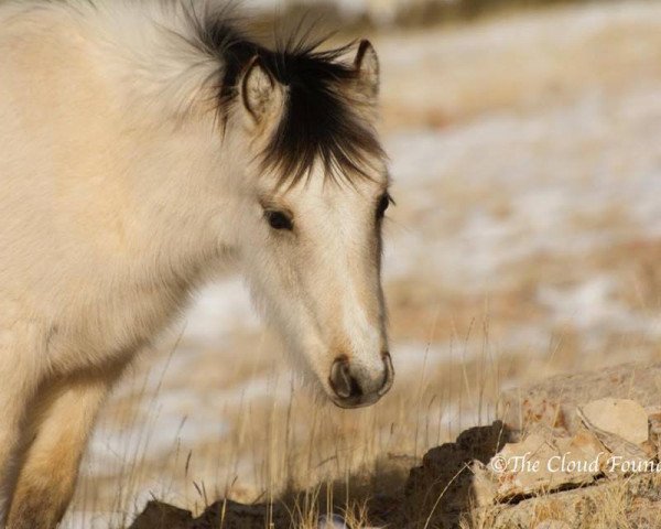 horse Cloud's Pride (Mustang,  , from Cloud)