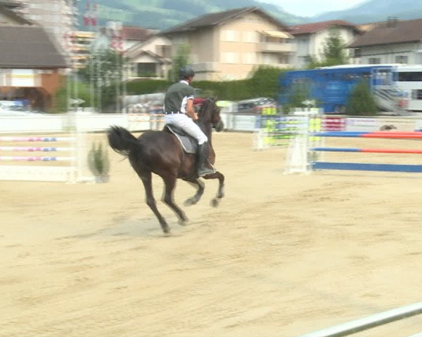 Reitturnier Schwyz 2019