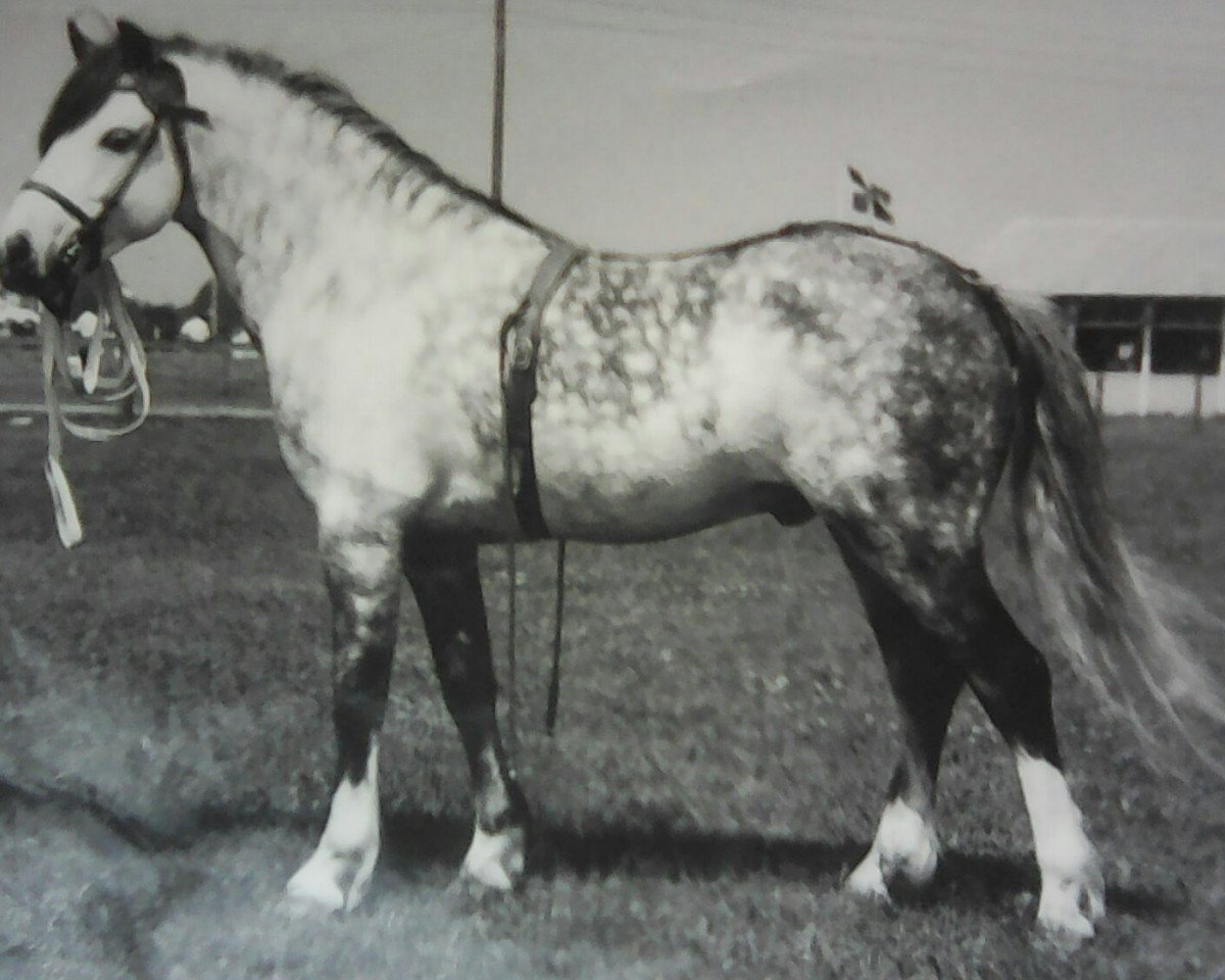 Deckhengst Brierwood Honeyway (Welsh Mountain Pony (Sek.A), 1956, von Craven Daylight)