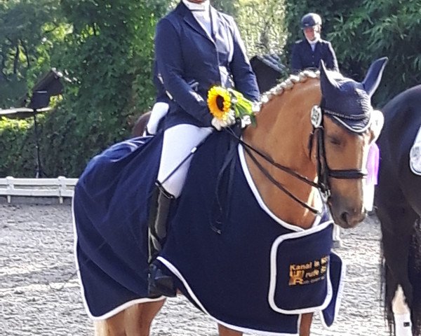 dressage horse Sunny Day 23 (unknown, 2004)