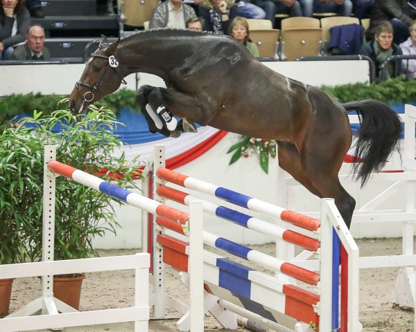 stallion Christer 194 FIN (Holsteiner, 2014, from Connor 48)