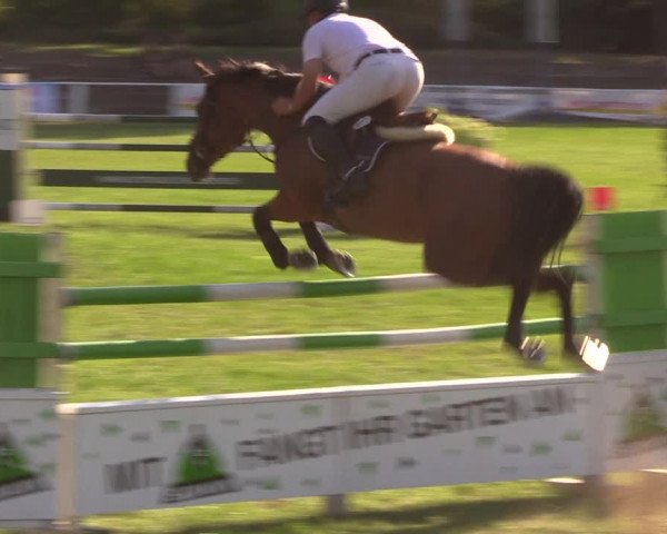 Reitturnier Baschütz bei Bautzen 2019
