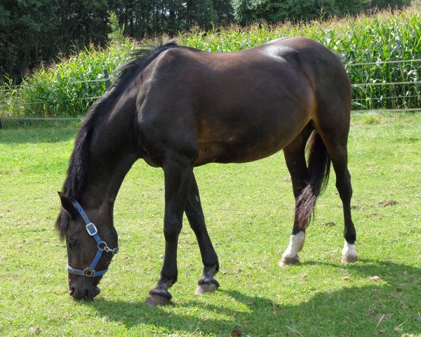 Pferd Gerlinde (Deutsches Reitpony, 1995, von Balthasar)
