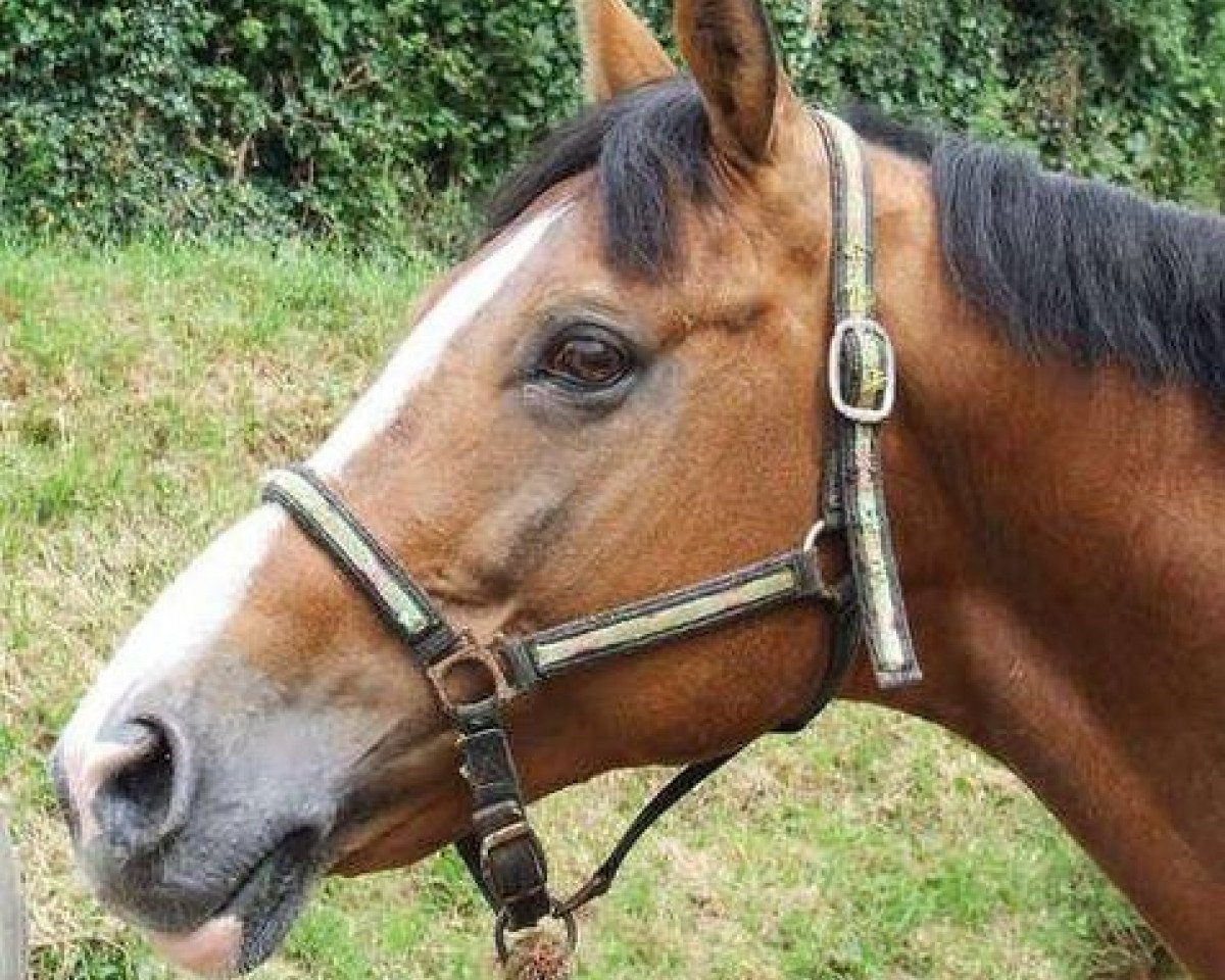 stallion Elliot du Gué (Selle Français, 1992, from Jalisco B)