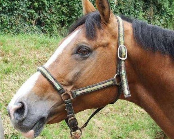 stallion Elliot du Gué (Selle Français, 1992, from Jalisco B)