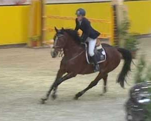 jumper Marvic du Gue (Selle Français, 2000, from Concorde)
