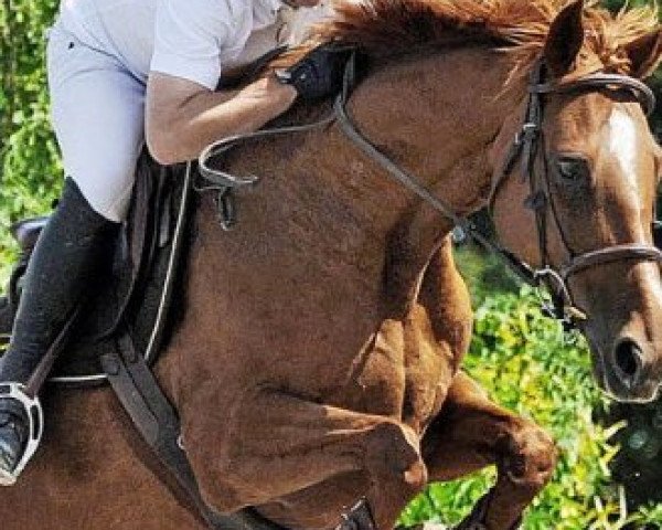horse New Wave Du Gue (Selle Français, 2001, from Easy Boy)