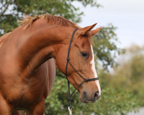 horse Melody M (Little German Riding Horse, 2007, from Cinzano's Son)