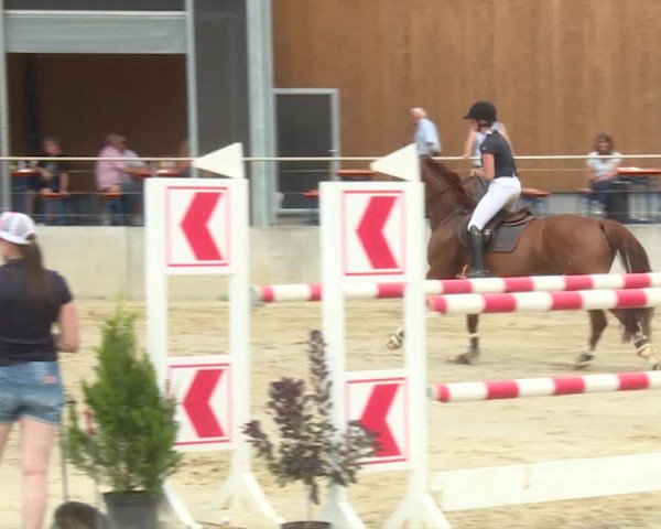Reitturnier Schwyz 2019