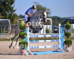 jumper Coer de Lion (Holsteiner, 2009, from Cancara)