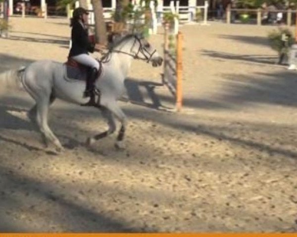 horse O'Prince D'Amaury (Selle Français, 2002, from Parco)