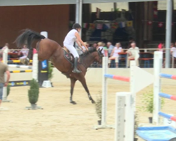 Reitturnier Schwyz 2019