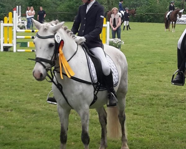 dressage horse Banto 2 (Westphalian, 1993, from Banjo)