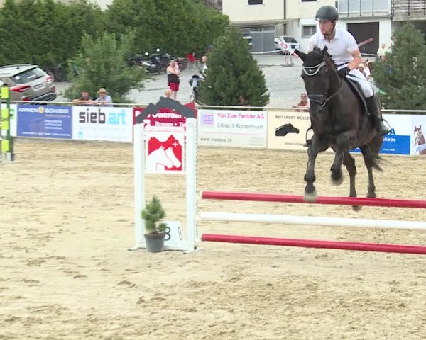 Reitturnier Schwyz 2019