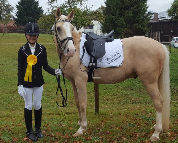 dressage horse Docslands Rohdiamant (German Riding Pony, 2011, from Rheingold)