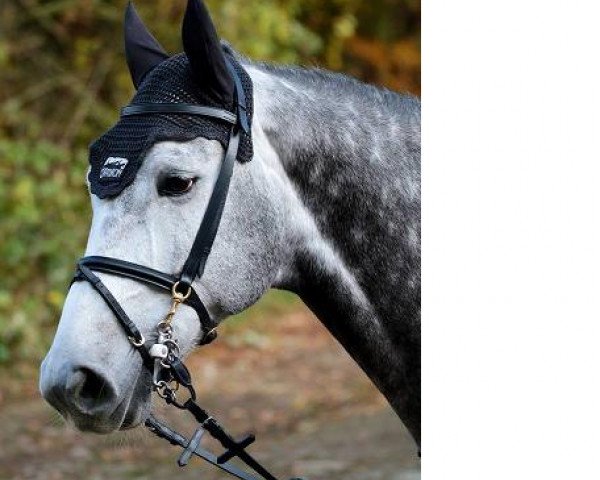 jumper Kingston Vh Akenhof (Belgian Warmblood, 2010, from Electro)