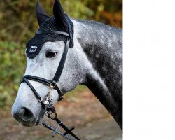 Springpferd Kingston Vh Akenhof (Belgisches Warmblut, 2010, von Electro)