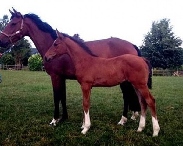 jumper Asti Revel (German Sport Horse, 2014, from Asti Spumante 7)