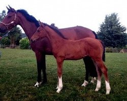 jumper Asti Revel (German Sport Horse, 2014, from Asti Spumante 7)