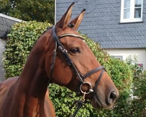 broodmare Quilena (Holsteiner, 2010, from Quidam de Revel)