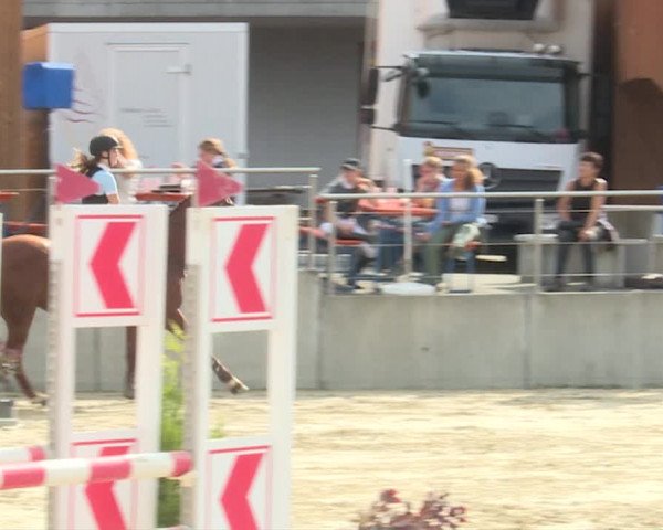 Reitturnier Schwyz 2019