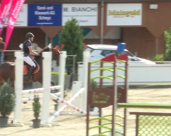 Reitturnier Schwyz 2019