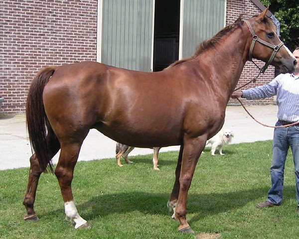 broodmare Virage van Overis (Belgian Warmblood, 1998, from Darco)
