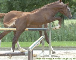 Springpferd Filou van Overis (Belgisches Warmblut, 2005, von Baloubet du Rouet)