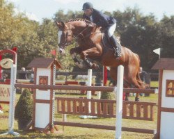 jumper Baloubet Z (Zangersheide riding horse, 2000, from Baloubet du Rouet)