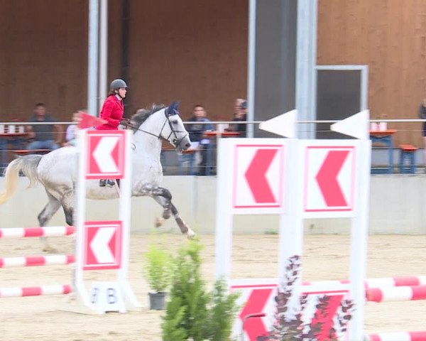Reitturnier Schwyz 2019