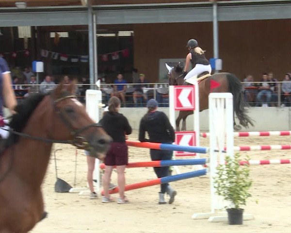 Reitturnier Schwyz 2019