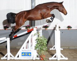 Springpferd Elvis van Overis Z (Zangersheide Reitpferd, 2009, von Eldorado van de Zeshoek)