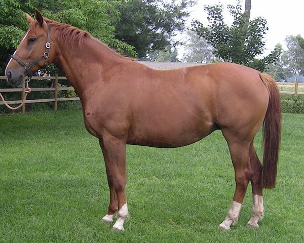 broodmare U-Two Z (Zangersheide riding horse, 2001, from Udarco van Overis)