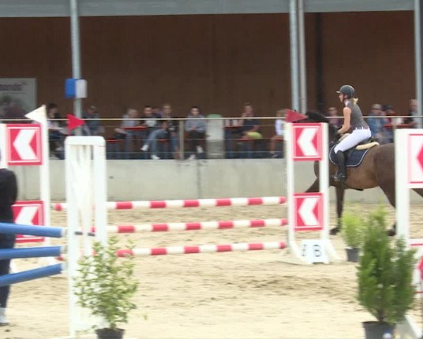 Reitturnier Schwyz 2019