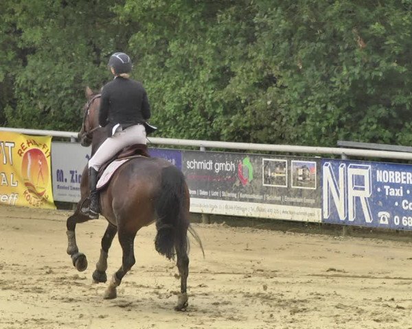 Reitturnier Püttlingen 2019