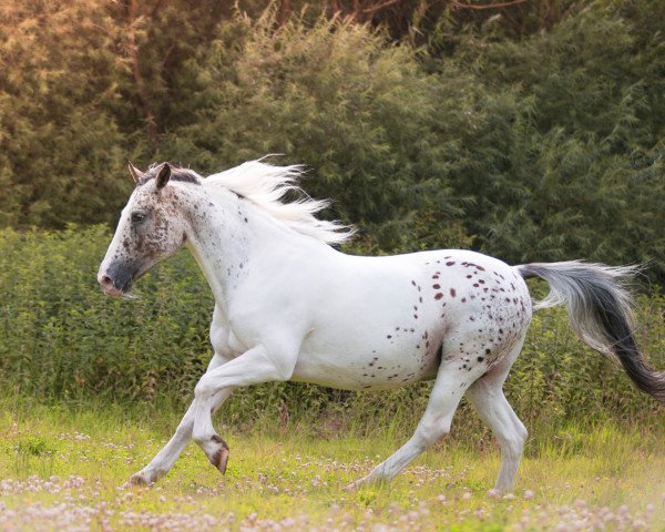 Dressurhest Atax (Appaloosa, 2002)