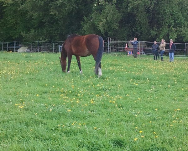 Pferd Glücksfee 17 (Westfale, 1994, von Glücksklee)