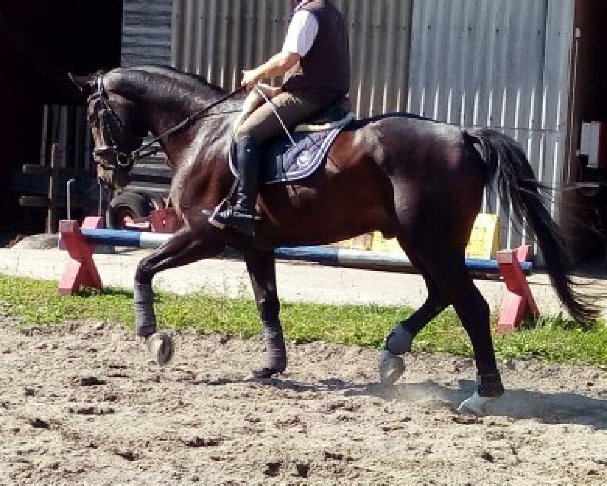 dressage horse Dartiago (Hanoverian, 2011, from Destano)