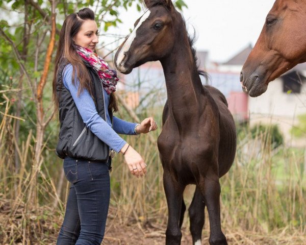 horse Smoky Diamand (German Sport Horse, 2016, from Stockholm)